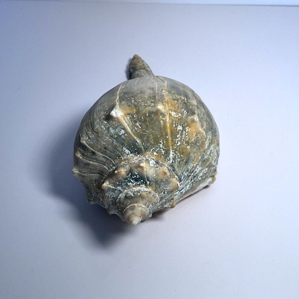 Beautiful NJ Knobbed Whelk shell NJ Beach 8" - Picture 2 of 5